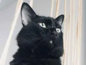 Gato raça SRD-ViraLata idade 6 ou mais anos nome Boris