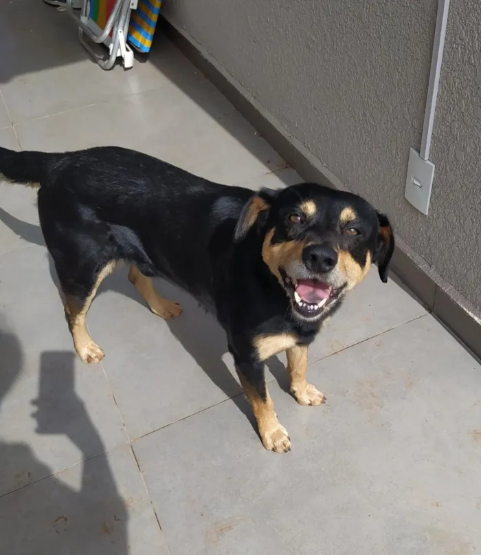 Cachorro raça SRD-ViraLata idade 2 anos nome Frederico