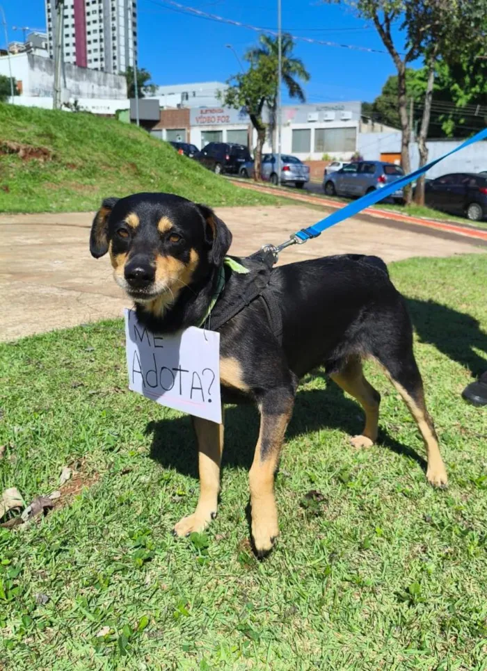 Cachorro raça SRD-ViraLata idade 2 anos nome Frederico
