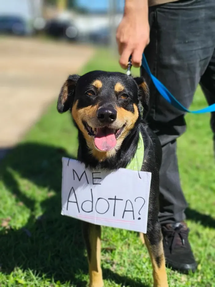 Cachorro raça SRD-ViraLata idade 2 anos nome Frederico