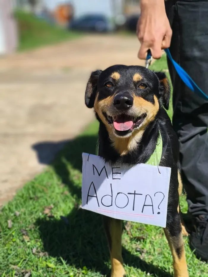Cachorro raça SRD-ViraLata idade 2 anos nome Frederico