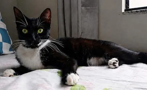 Gato raça SRD-ViraLata idade 2 anos nome Gamora