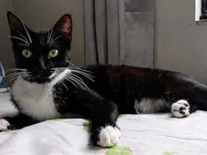 Gato raça SRD-ViraLata idade 2 anos nome Gamora
