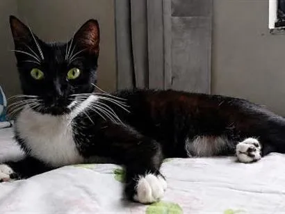 Gato raça SRD-ViraLata idade 2 anos nome Gamora
