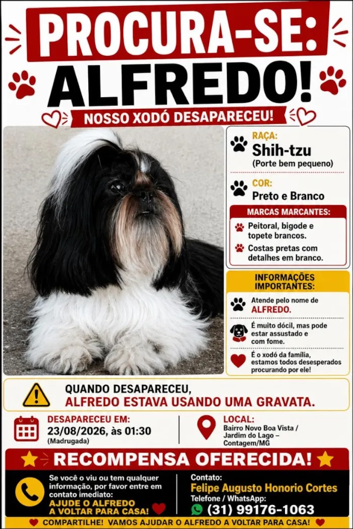 Cachorro raça Shitzu idade 6 ou mais anos nome Alfredo