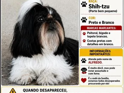 Cachorro raça Shitzu idade 6 ou mais anos nome Alfredo