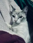 Benzinho 