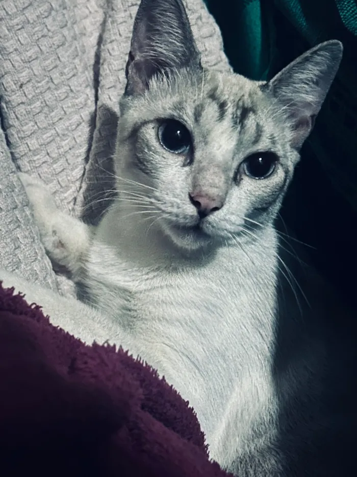 Gato raça SRD-ViraLata idade 7 a 11 meses nome Benzinho 