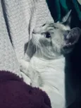 Benzinho 