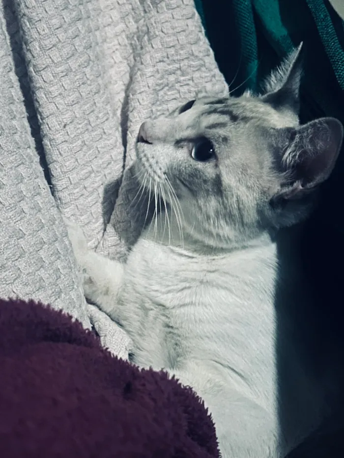 Gato raça SRD-ViraLata idade 7 a 11 meses nome Benzinho 