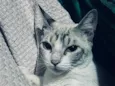 Benzinho 