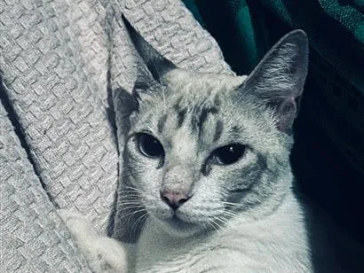 Gato raça SRD-ViraLata idade 7 a 11 meses nome Benzinho 