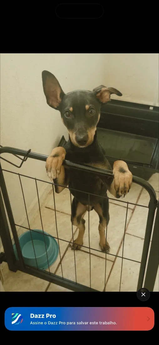 Cachorro raça SRD-ViraLata idade 2 a 6 meses nome Duke