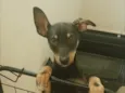 Duke
