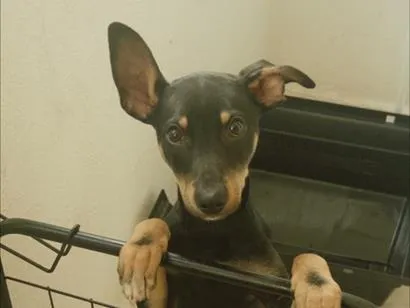 Cachorro raça SRD-ViraLata idade 2 a 6 meses nome Duke