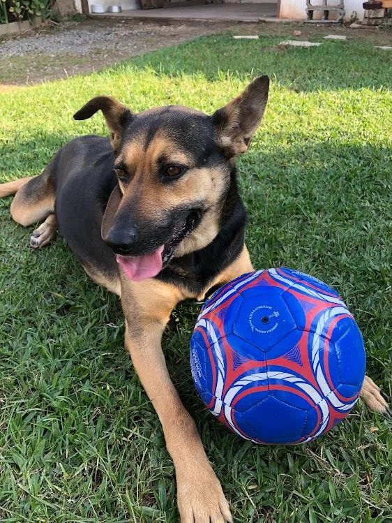 Cachorro raça SRD-ViraLata idade 6 ou mais anos nome Bruce