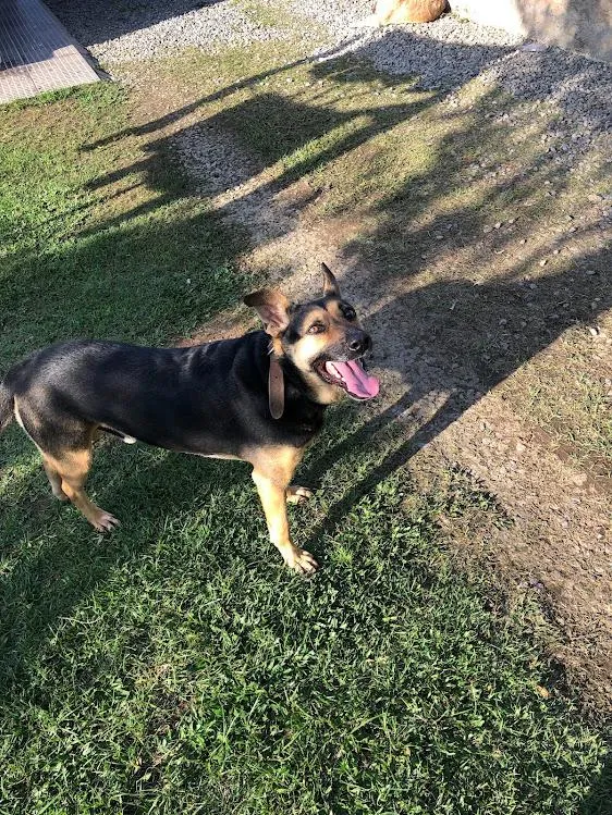 Cachorro raça SRD-ViraLata idade 6 ou mais anos nome Bruce