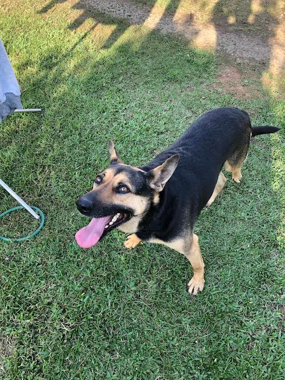 Cachorro raça SRD-ViraLata idade 6 ou mais anos nome Bruce