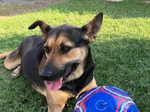 Cachorro raça SRD-ViraLata idade 6 ou mais anos nome Bruce