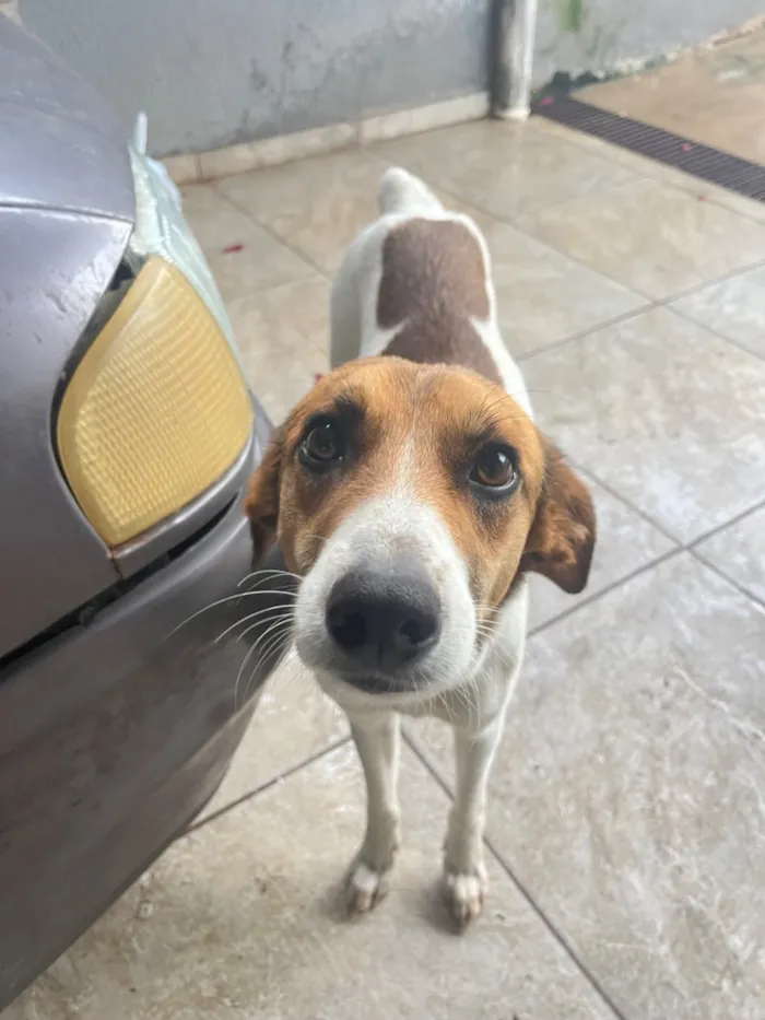 Cachorro raça SRD-ViraLata idade 1 ano nome Apelidamos de Pandora