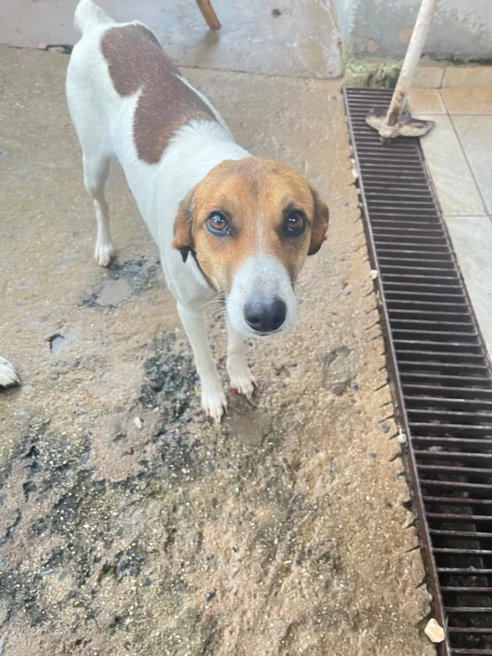 Cachorro raça SRD-ViraLata idade 1 ano nome Apelidamos de Pandora