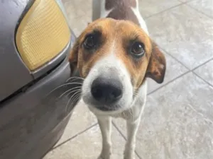 Cachorro raça SRD-ViraLata idade 1 ano nome Apelidamos de Pandora