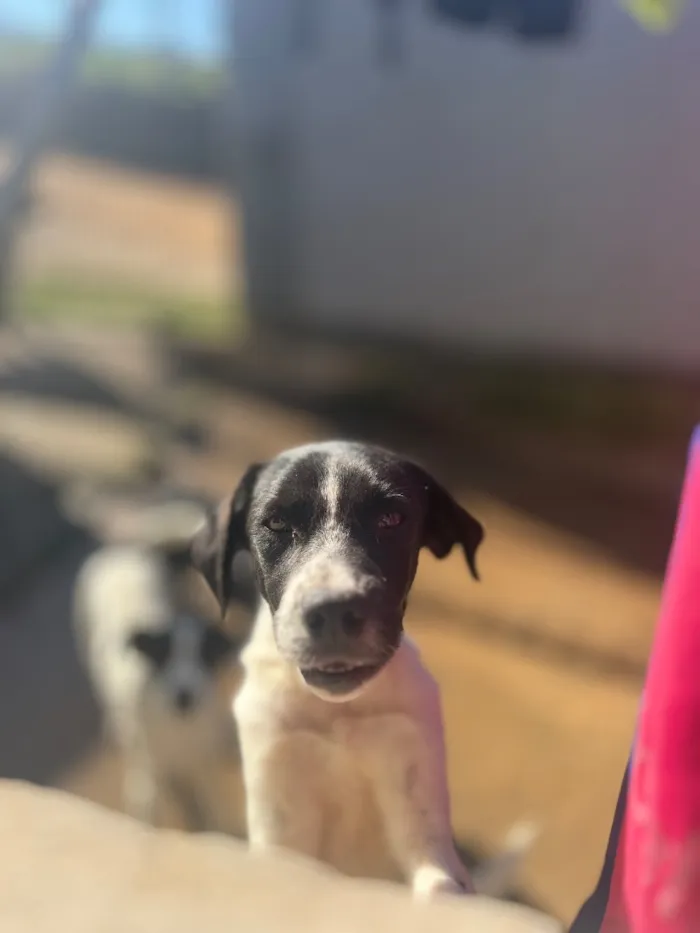 Cachorro raça SRD-ViraLata idade 7 a 11 meses nome Sem nome
