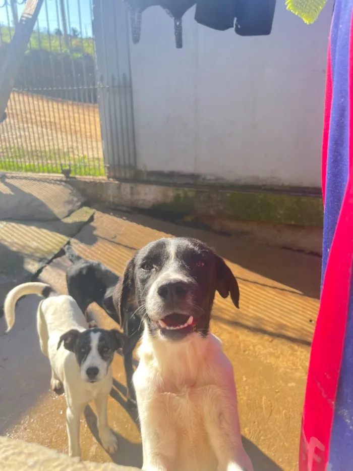 Cachorro raça SRD-ViraLata idade 7 a 11 meses nome Sem nome