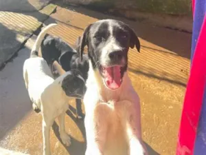 Cachorro raça SRD-ViraLata idade 7 a 11 meses nome Sem nome