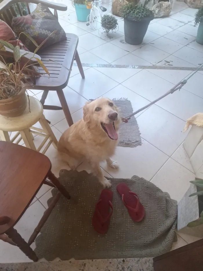 Cachorro raça SRD-ViraLata idade 2 anos nome Mel