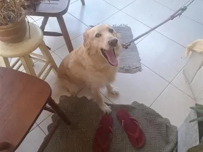 Cachorro raça SRD-ViraLata idade 2 anos nome Mel