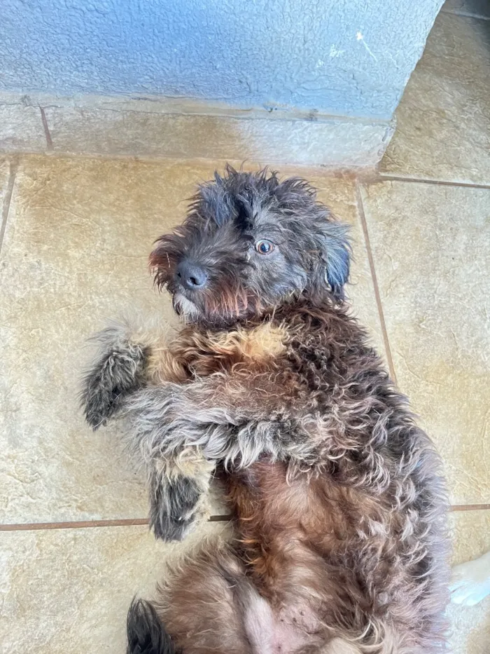 Cachorro raça Poodle idade 1 ano nome Apelidado de Jack