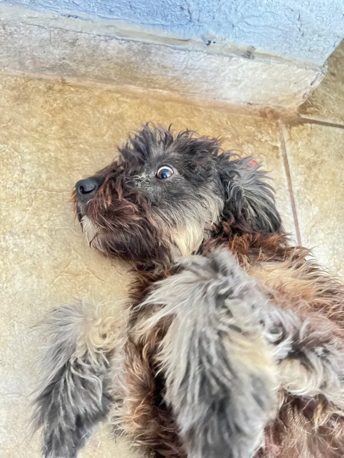 Cachorro raça Poodle idade 1 ano nome Apelidado de Jack