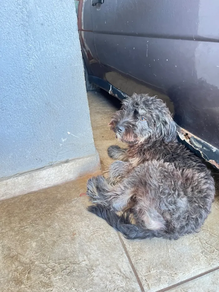 Cachorro raça Poodle idade 1 ano nome Apelidado de Jack