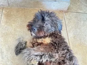 Cachorro raça Poodle idade 1 ano nome Apelidado de Jack