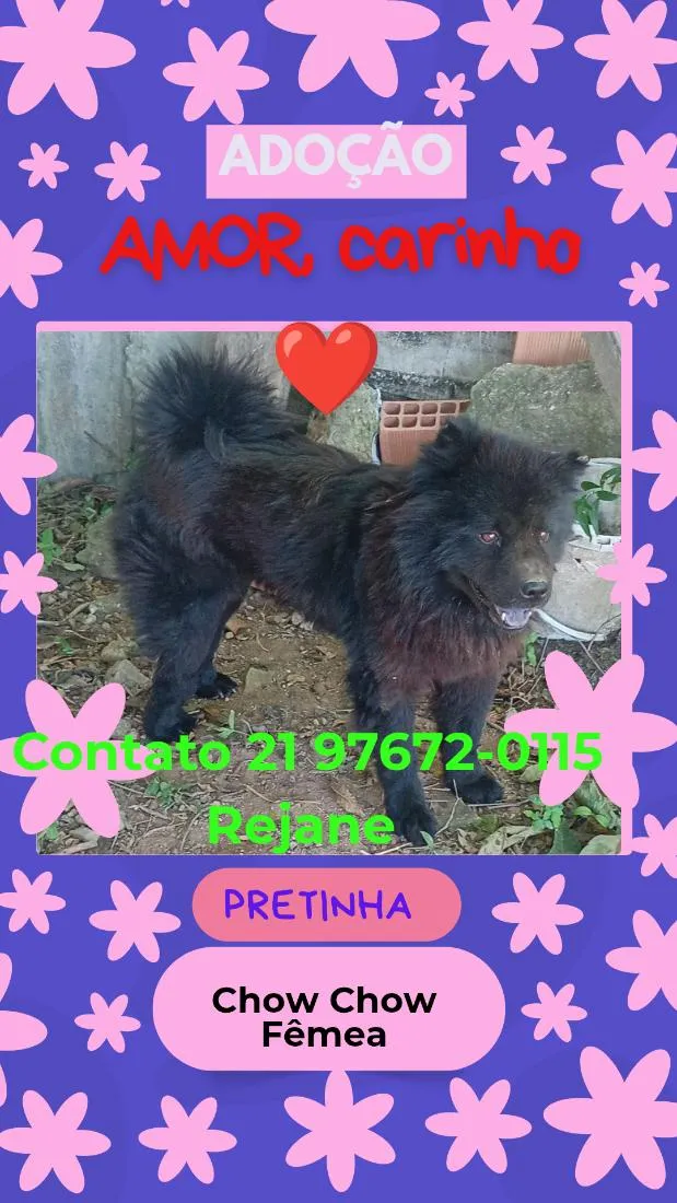 Cachorro raça SRD-ViraLata idade 5 anos nome Pretinha
