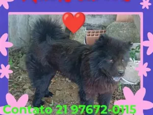 Cachorro raça SRD-ViraLata idade 5 anos nome Pretinha