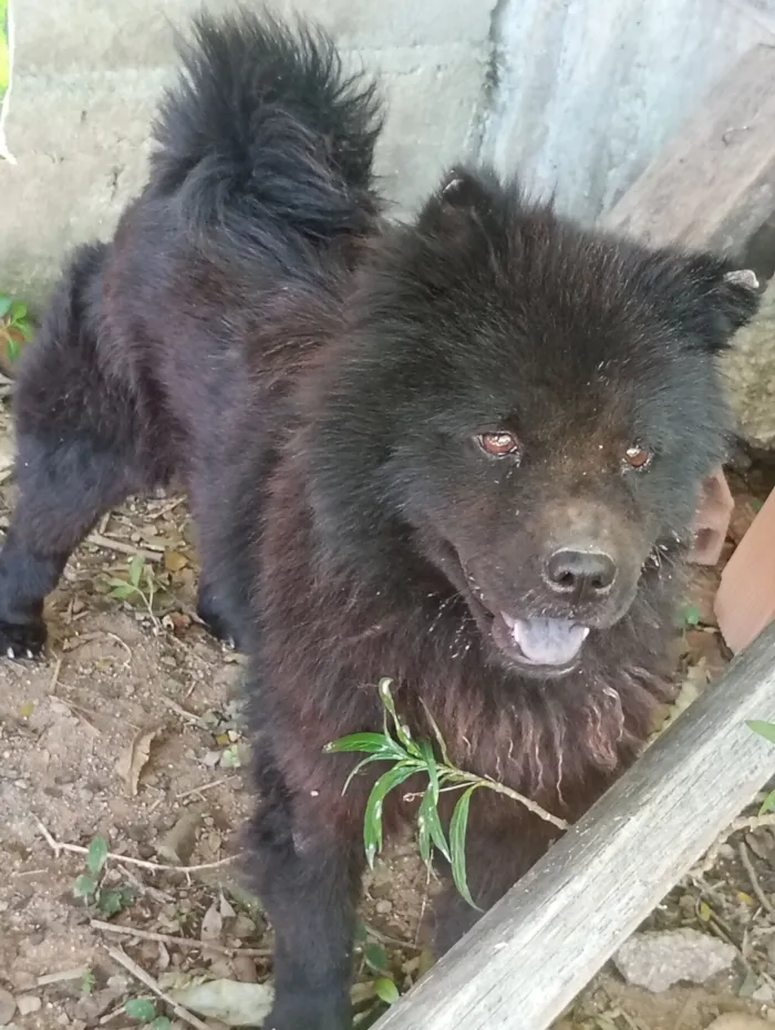 Cachorro raça SRD-ViraLata idade 5 anos nome Pretinha