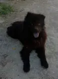 Pretinha