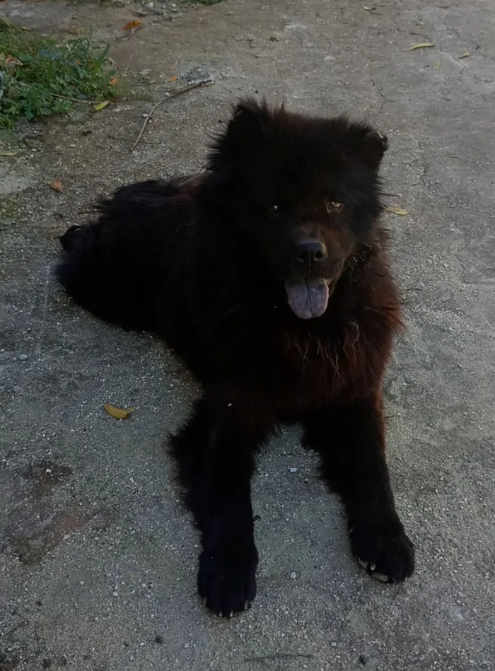 Cachorro raça SRD-ViraLata idade 5 anos nome Pretinha