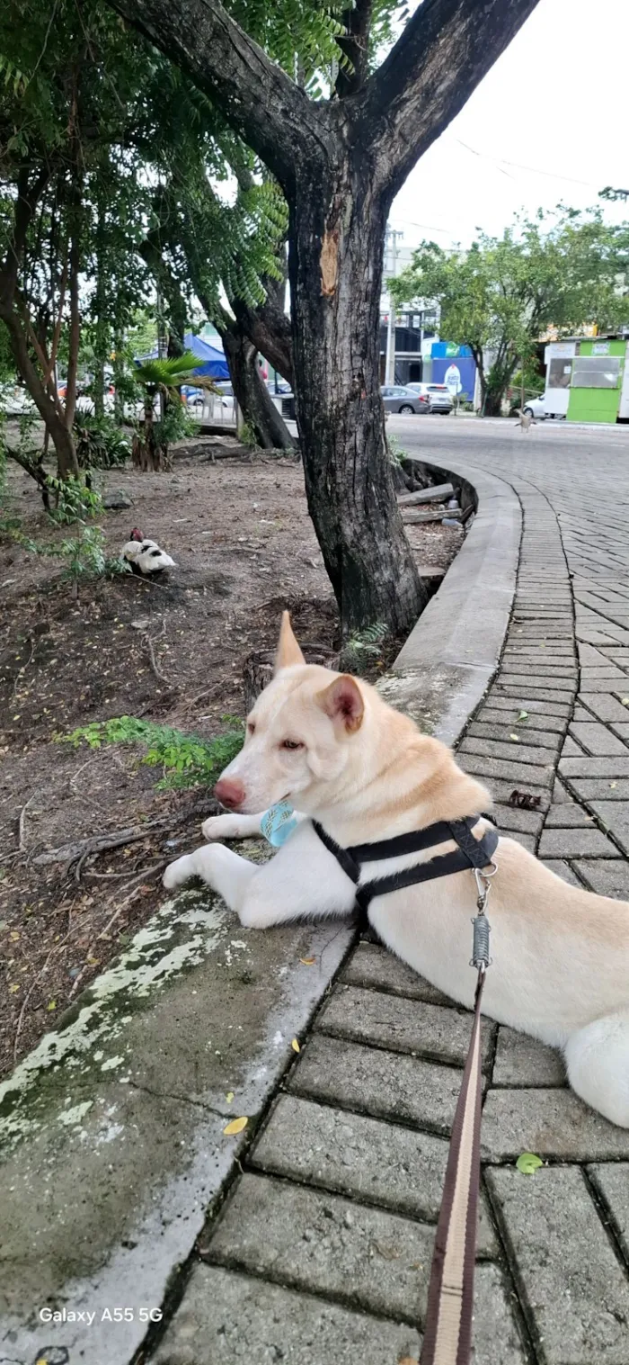 Cachorro raça Dobermann idade 1 ano nome Thor