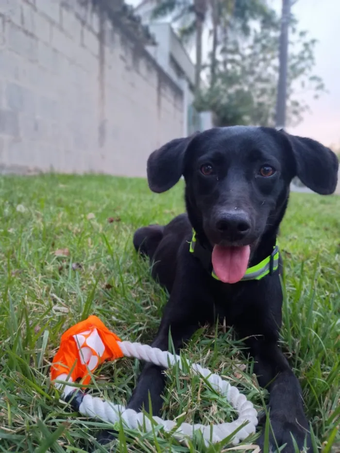 Cachorro raça SRD-ViraLata idade 1 ano nome Pretinha