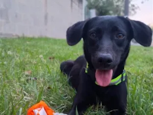 Cachorro raça SRD-ViraLata idade 1 ano nome Pretinha
