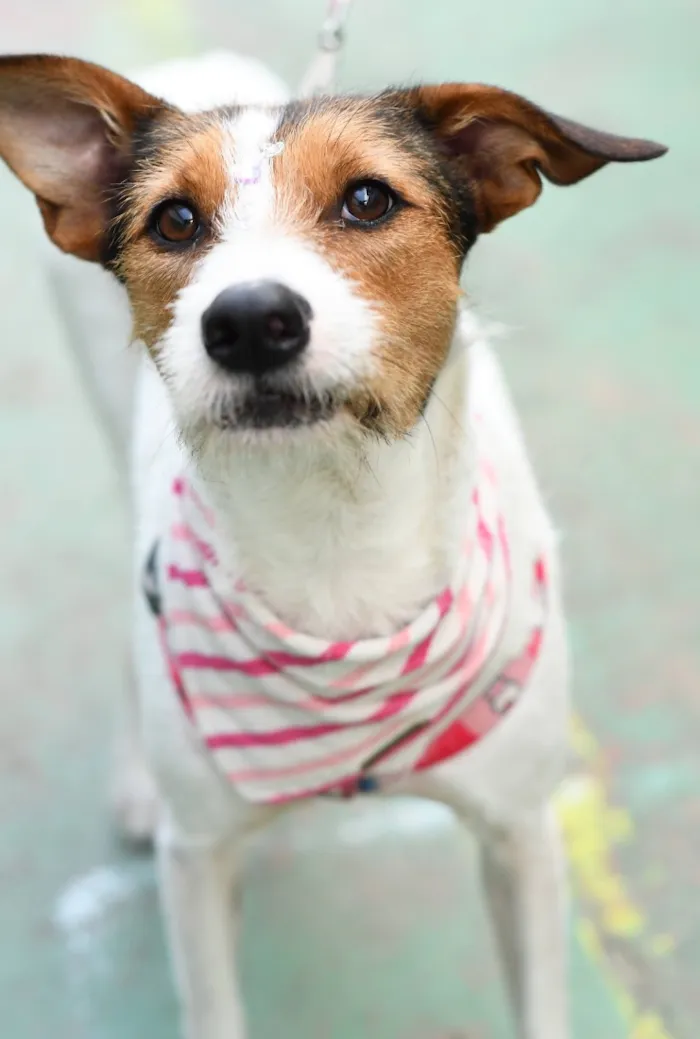 Cachorro raça SRD-ViraLata idade 2 anos nome Ariel