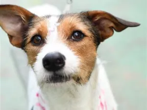 Cachorro raça SRD-ViraLata idade 2 anos nome Ariel