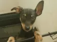 Duke