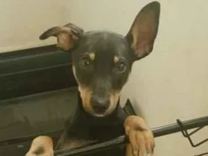 Cachorro raça SRD-ViraLata idade 2 a 6 meses nome Duke