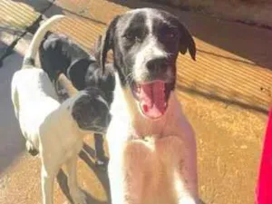 Cachorro raça SRD-ViraLata idade 7 a 11 meses nome Sem nome