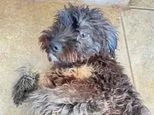 Cachorro raça Poodle idade 1 ano nome Apelidado de Jack
