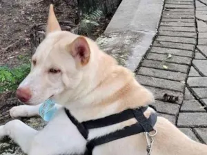 Cachorro raça Dobermann idade 1 ano nome Thor